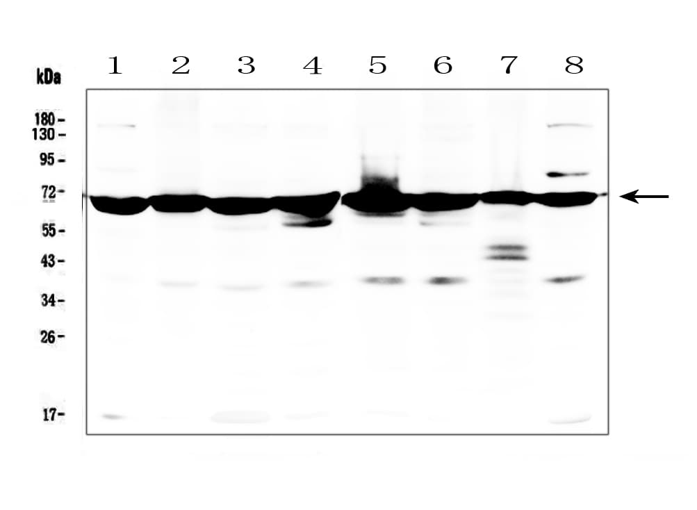 AIFM1 / AIF / PDCD8 Antibody (aa582-613)