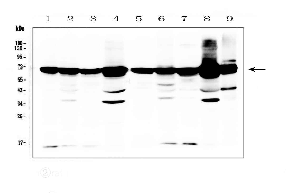 AIFM1 / AIF / PDCD8 Antibody (aa582-613)
