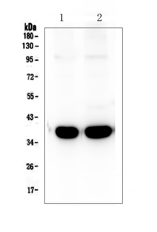Polyclonal Rabbit anti-Human SYP / Synaptophysin Antibody (aa1-26, WB)
