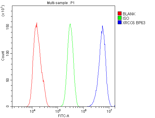 XRCC6 / Ku70 Antibody (aa464-496)