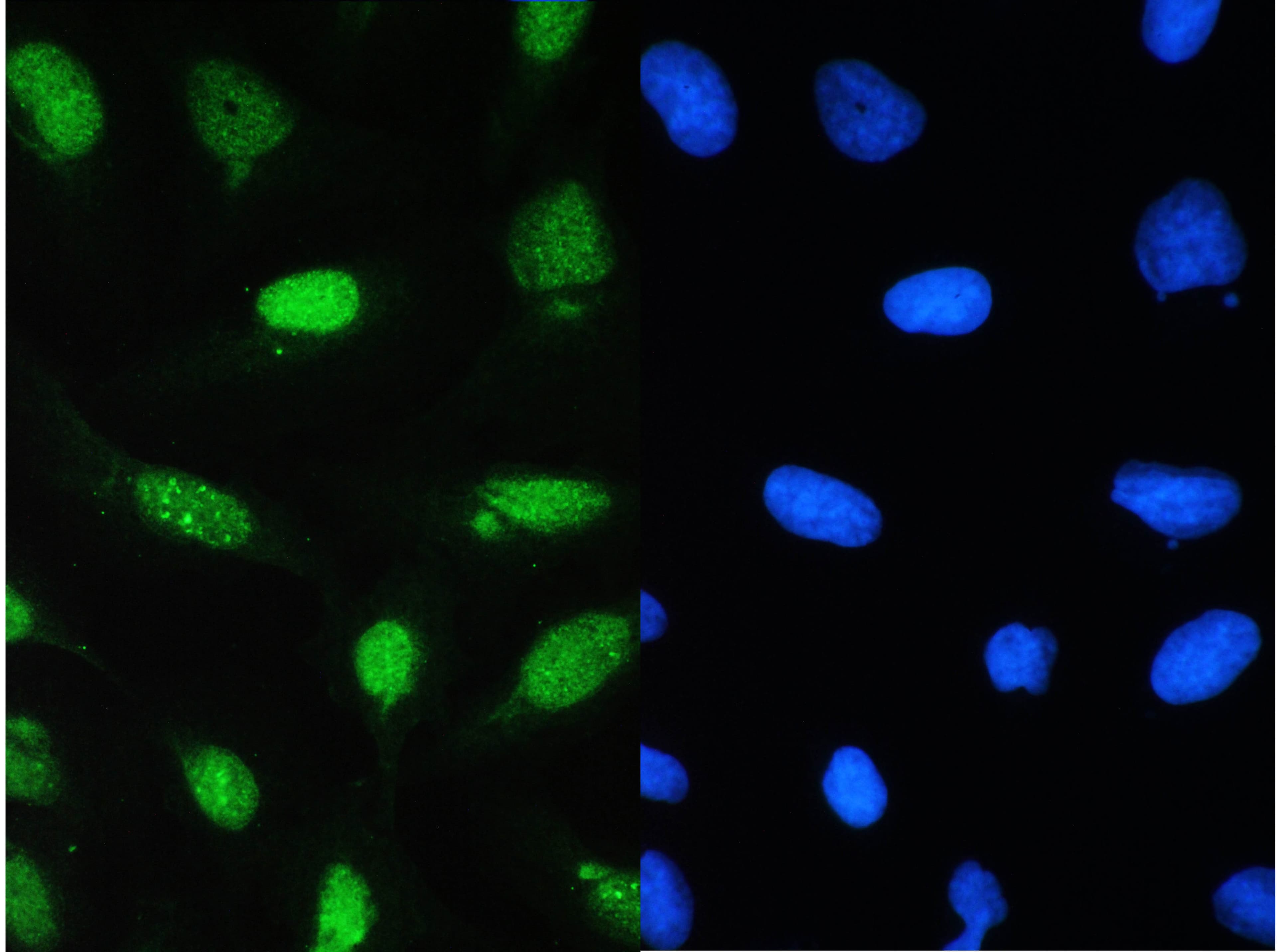 CDK1 / CDC2 Antibody (aa66-297)