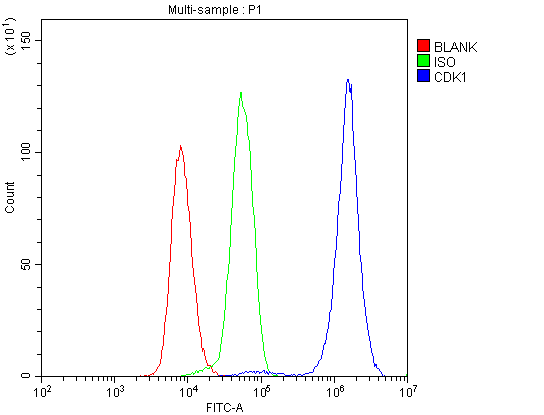 CDK1 / CDC2 Antibody (aa66-297)