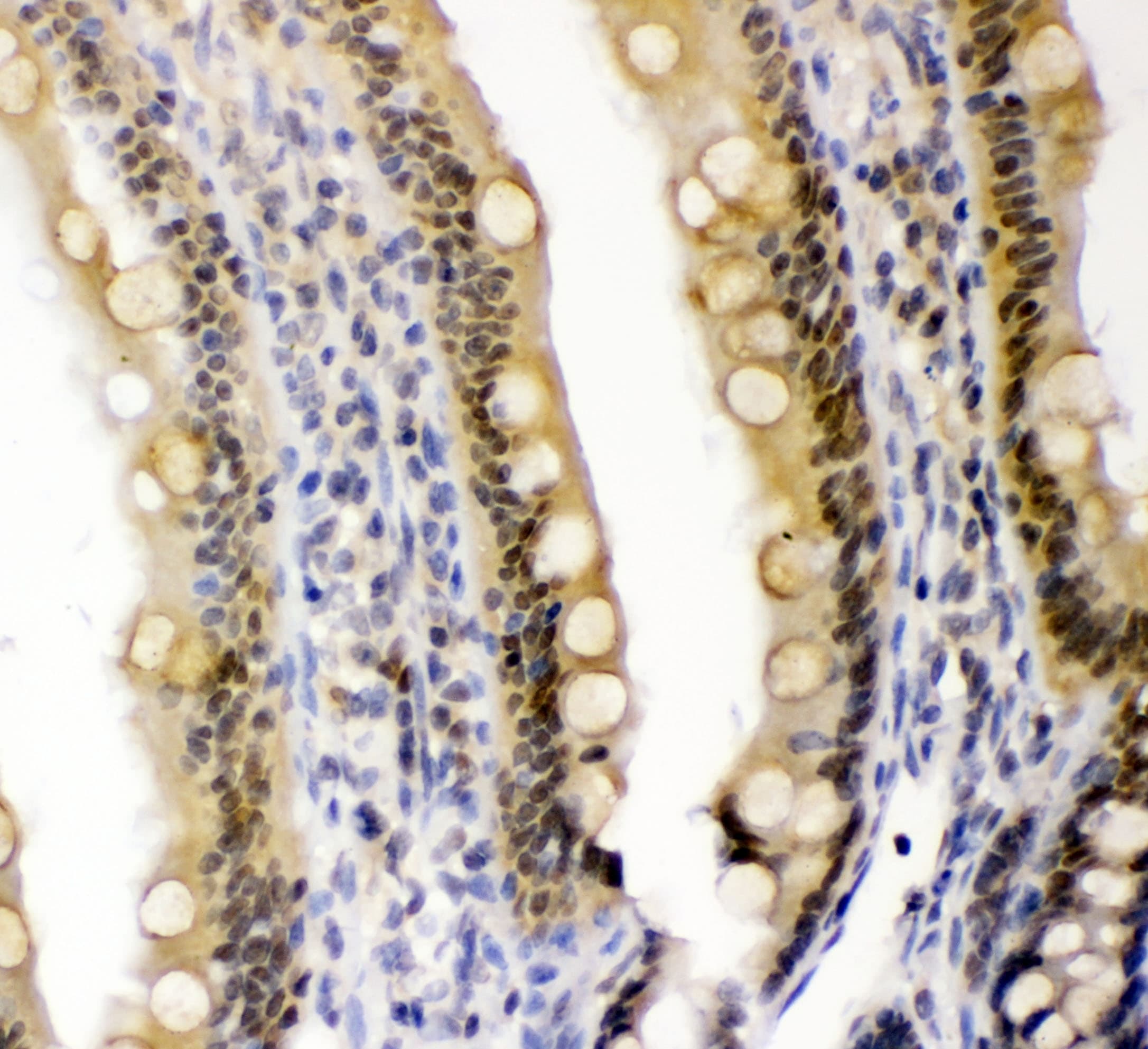 Polyclonal Rabbit anti-Human CRY1 Antibody (aa153-189, WB)