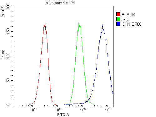 Polyclonal Rabbit anti-Human IDH1 / IDH Antibody (aa381-413, IHC, WB)