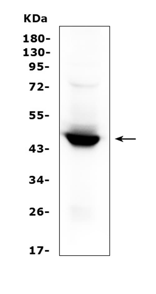 Polyclonal Rabbit anti-Human IDO1 / IDO Antibody (aa37-69, IHC, WB)