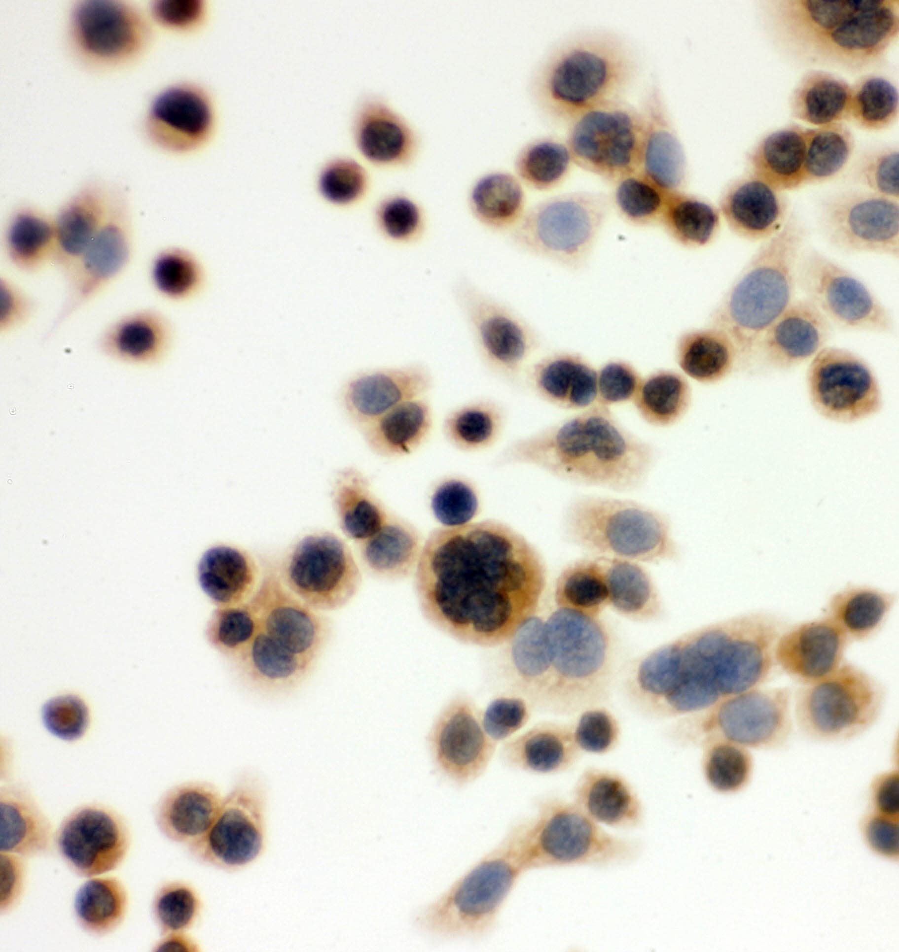 Polyclonal Rabbit anti-Human IDO1 / IDO Antibody (aa37-69, IHC, WB)