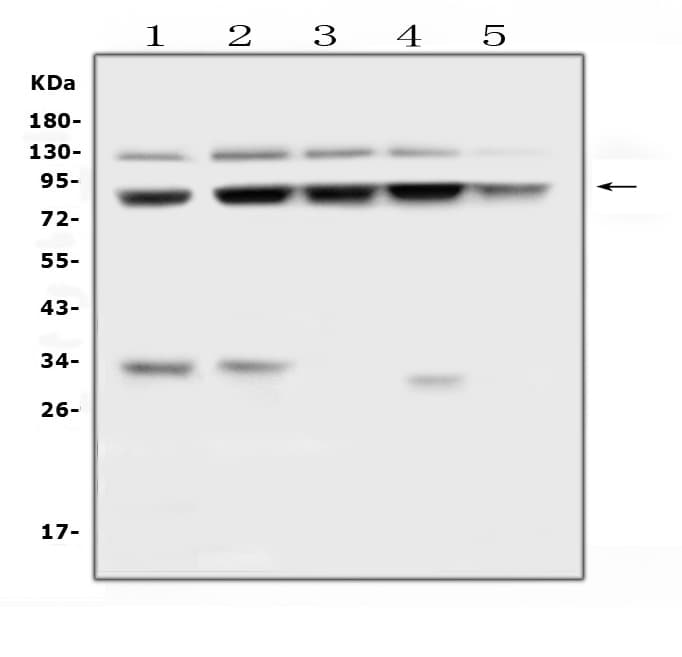 Polyclonal Rabbit anti-Human MLH1 Antibody (aa722-756, WB)