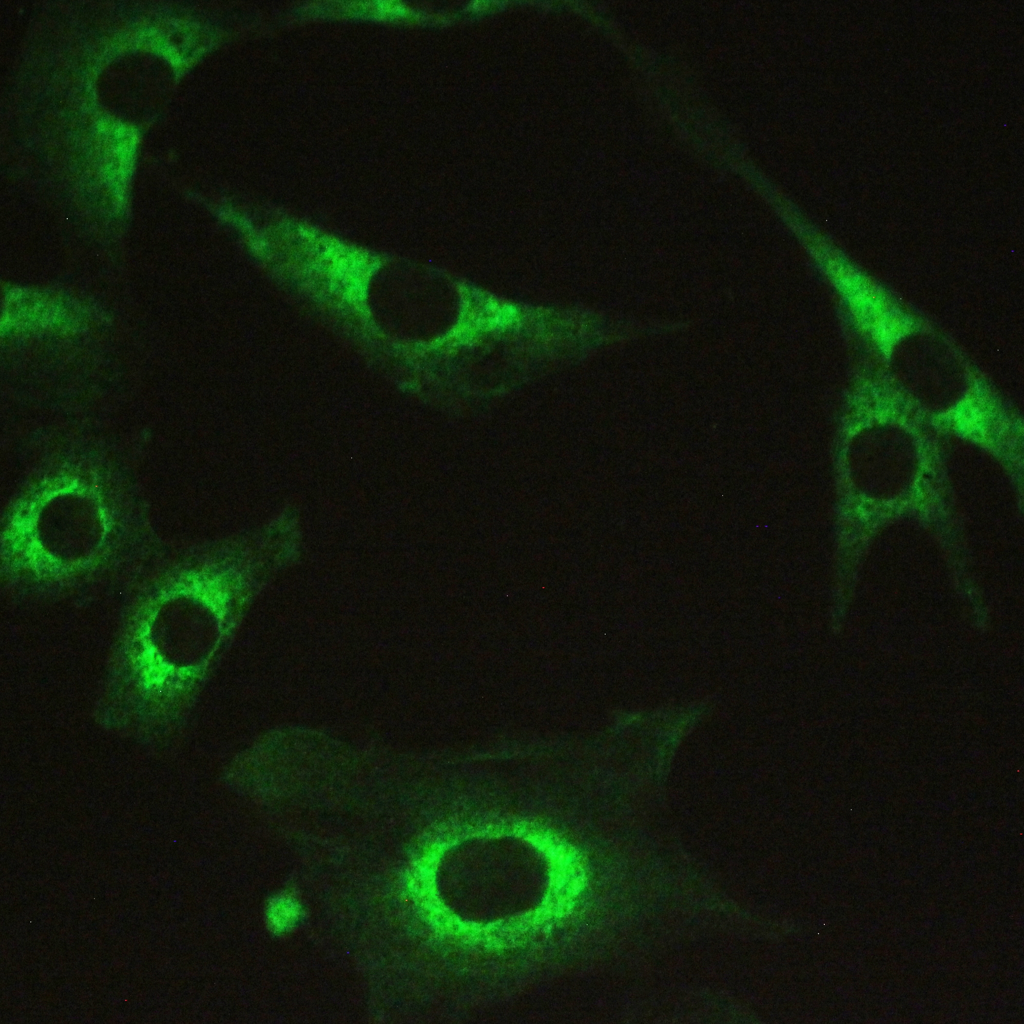 PPP1R12A / MYPT1 Antibody (aa1-40)