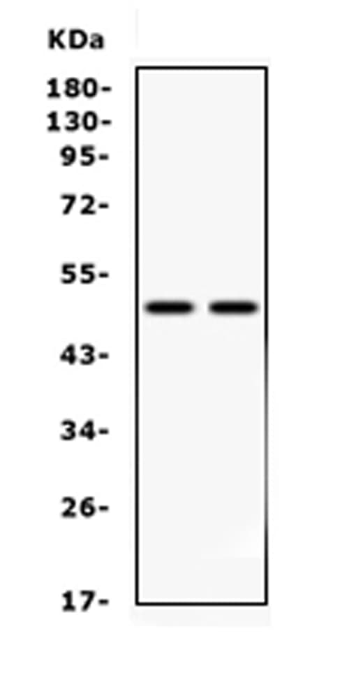 MAP2K7 / MEK7 Antibody (aa2-40)