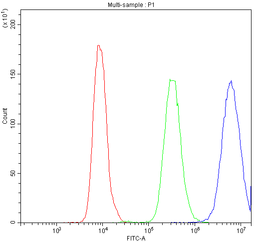 Polyclonal Rabbit anti-Human PPT1 / CLN1 Antibody (aa191-224, IHC, WB)