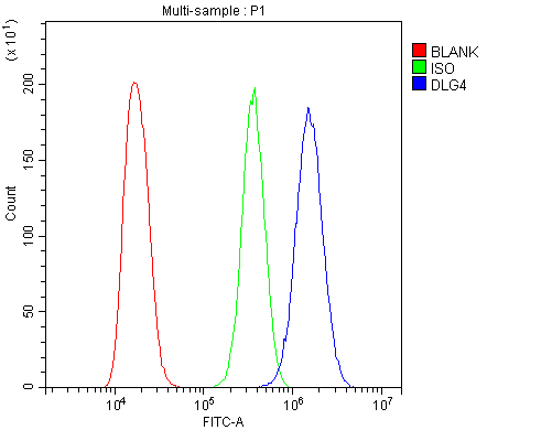 Polyclonal Rabbit anti-Human DLG4 / PSD95 Antibody (aa581-724, IHC, WB)