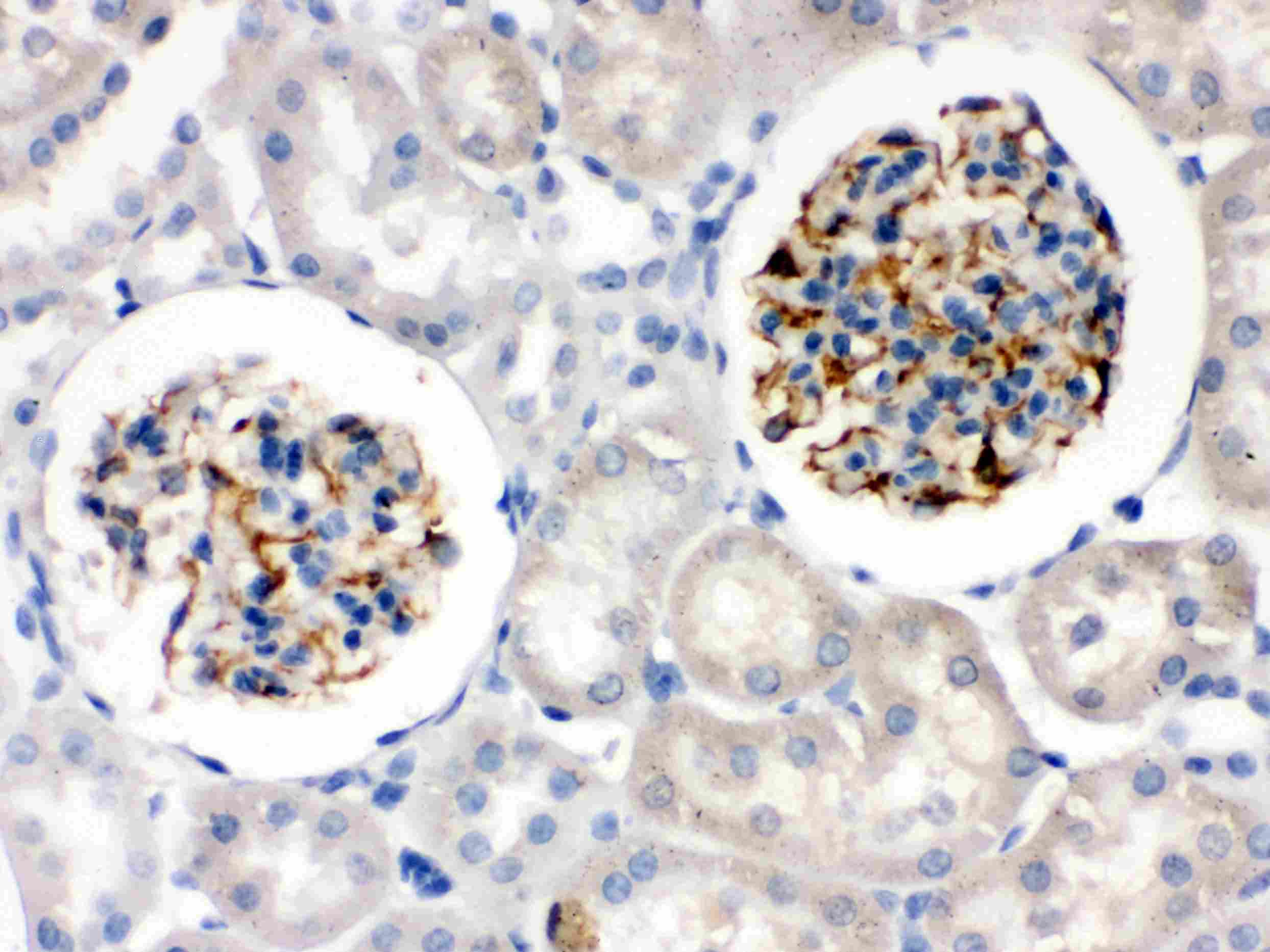 NES / Nestin Antibody (aa252-290)