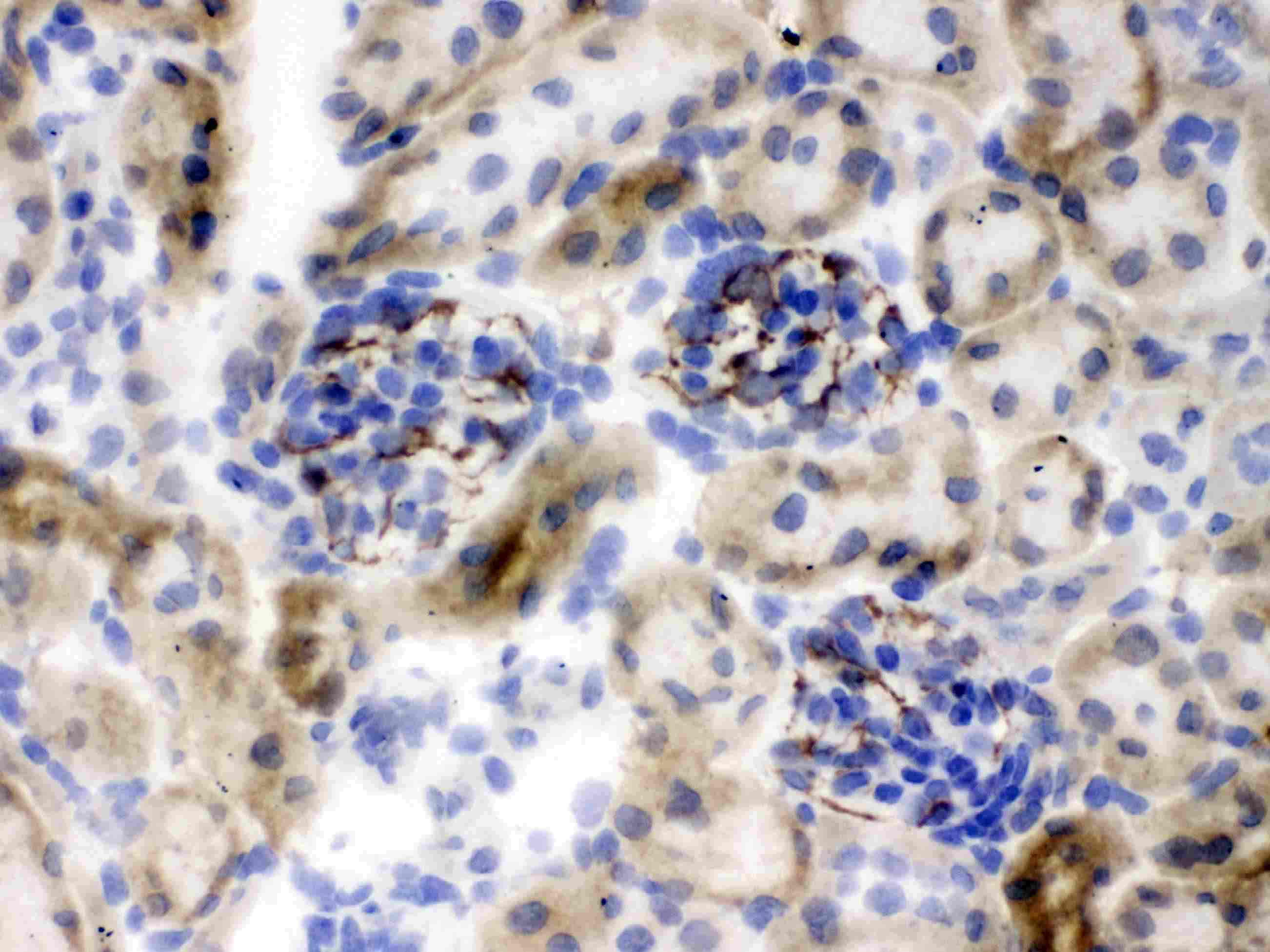 NES / Nestin Antibody (aa252-290)