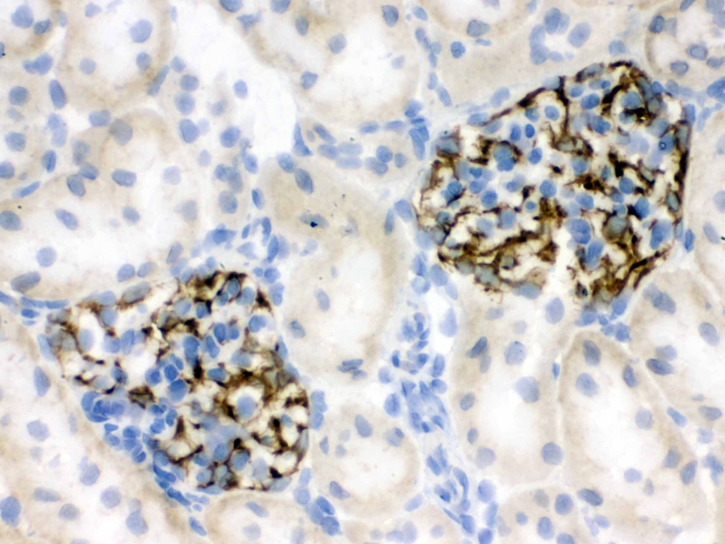 NES / Nestin Antibody (aa252-290)