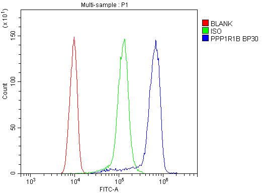 PPP1R1B / DARPP-32 Antibody (aa1-36)