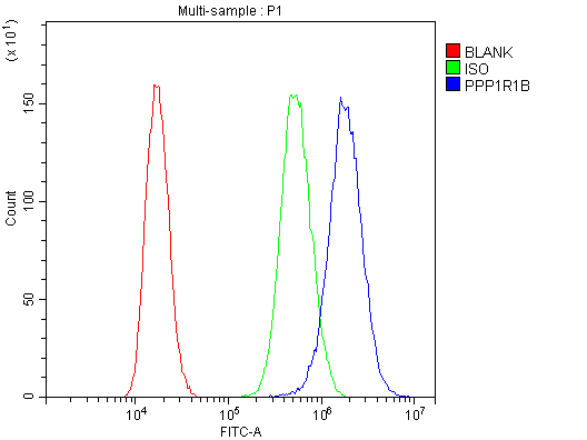 PPP1R1B / DARPP-32 Antibody (aa1-36)