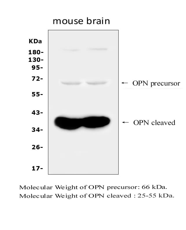 SPP1 / Osteopontin Antibody (aa281-314)