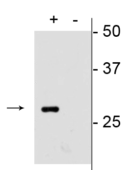 mCherry Antibody (clone 1C51)