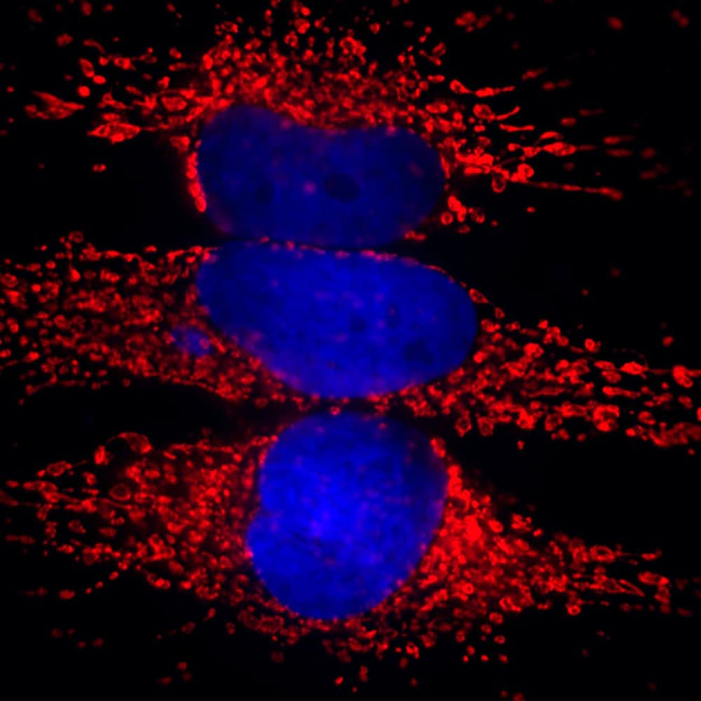 HSPD1 / HSP60 Antibody (clone 1C7)