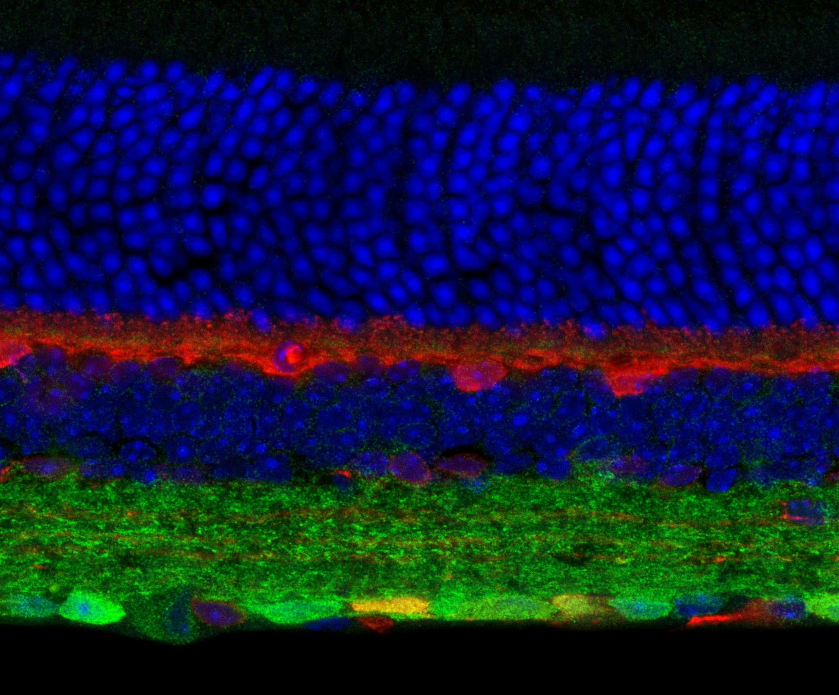 Polyclonal Rabbit anti-Mouse GABRG2 Antibody (IHC, IF, WB)