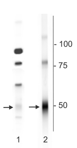 Polyclonal Rabbit anti-Mouse GABRD Antibody (N-term, WB)