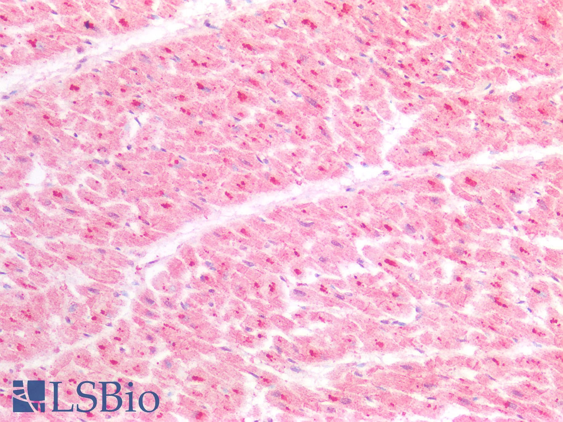 Metallothionein Antibody (N-Terminus)