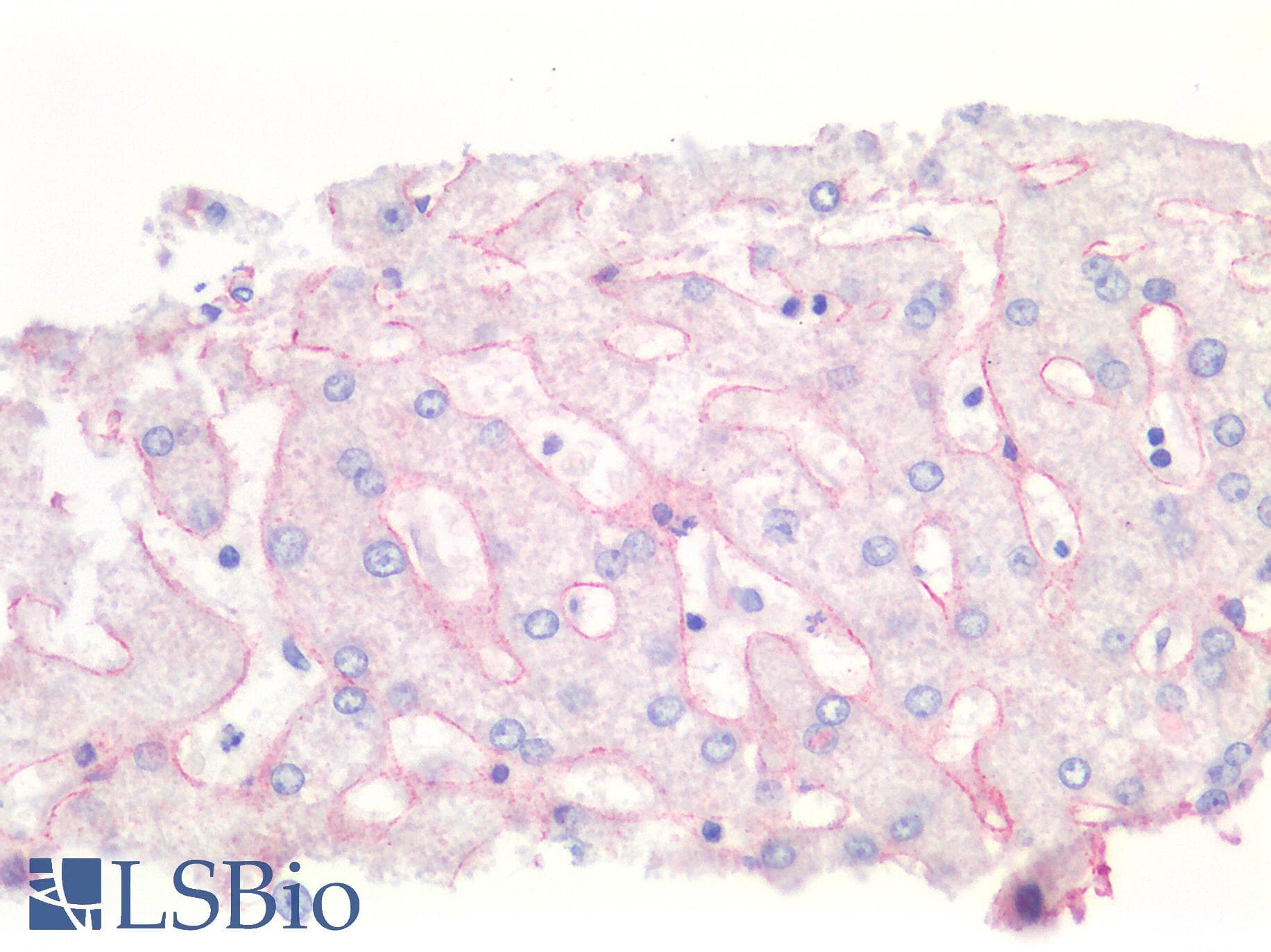 Polyclonal Rabbit anti-Bovine PRSS1 / Trypsin Antibody (Lyophilized, IHC, WB)