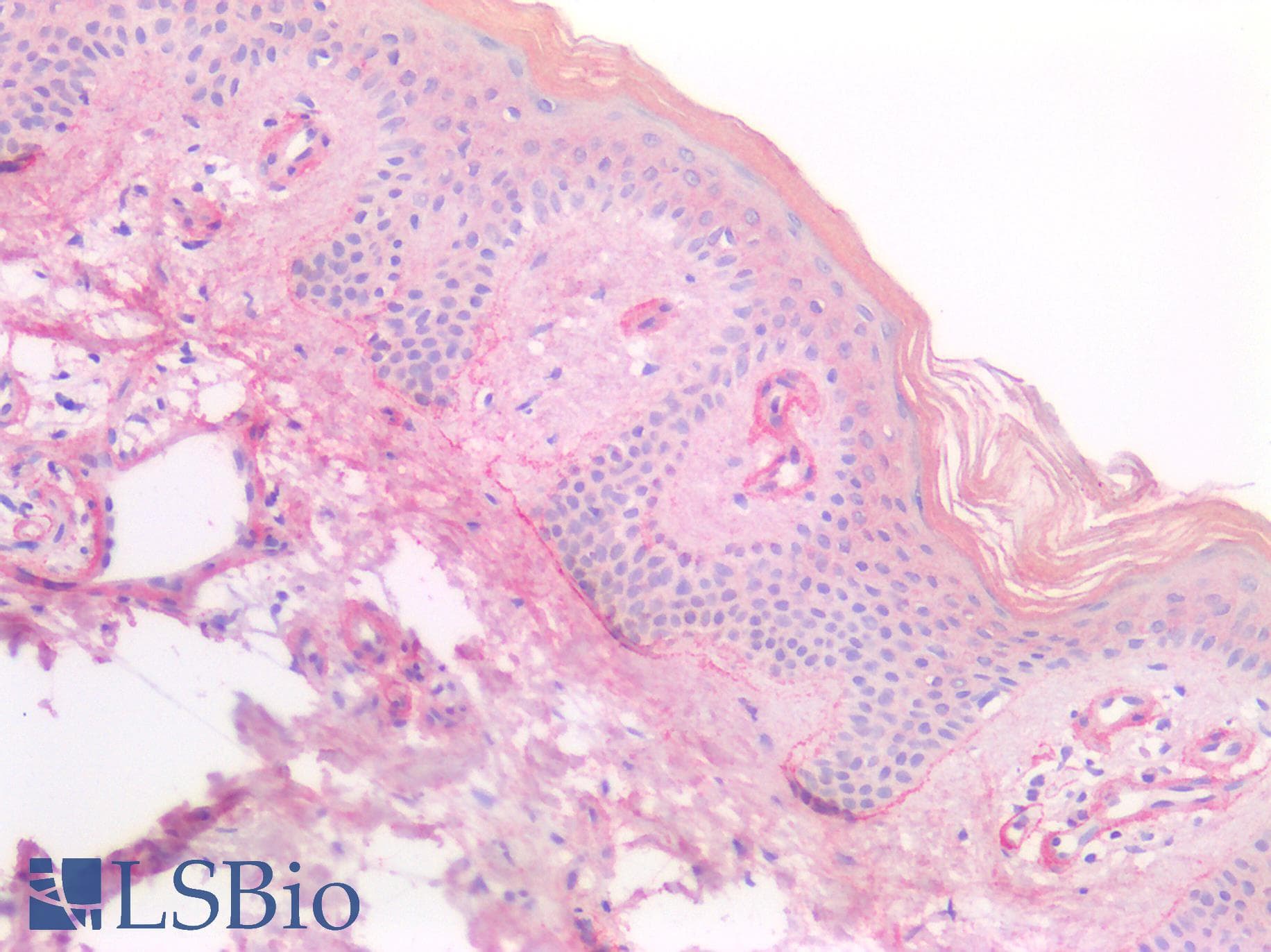 Polyclonal Rabbit anti-Bovine PRSS1 / Trypsin Antibody (Lyophilized, IHC, WB)