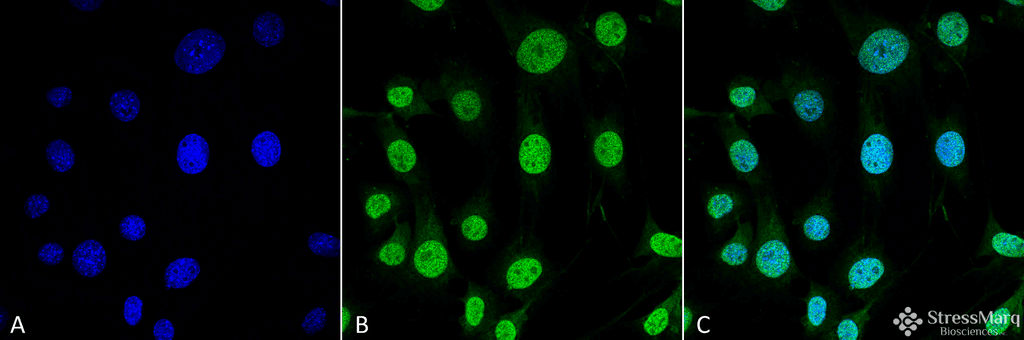 TRAP1 / HSP75 Antibody (clone 3H4-2H6, PerCP)