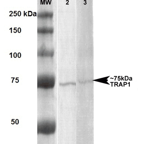TRAP1 / HSP75 Antibody (clone 3H4-2H6, Biotin)