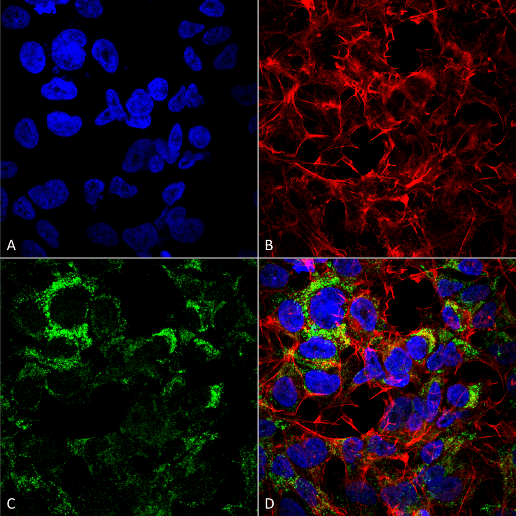 COX4 Antibody (APC)