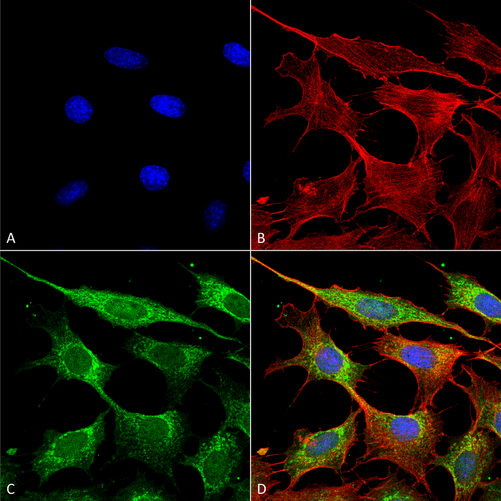 COX4 Antibody (Biotin)