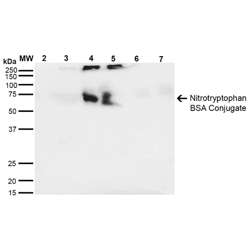 NO Tryptophan (Nitrotryptophan) Antibody (clone 4F8, PerCP)