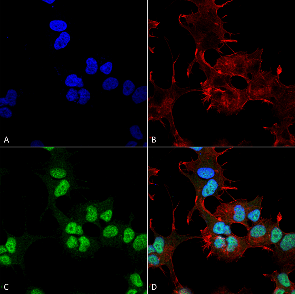 Polyclonal Rabbit anti-Human GAPDH Antibody (APC, IF, WB)
