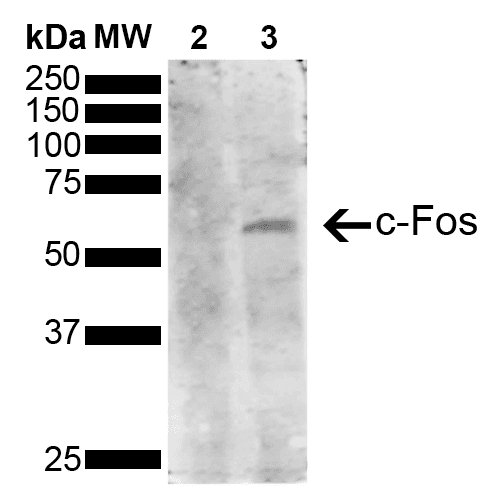 FOS / c-FOS Antibody (clone 3G11)