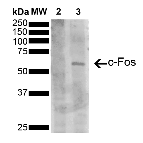 FOS / c-FOS Antibody (clone 5B10, RPE)