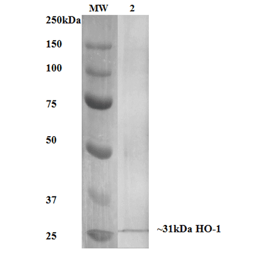 HMOX1 / HO-1 Antibody (clone 6B8-2F2, PerCP)