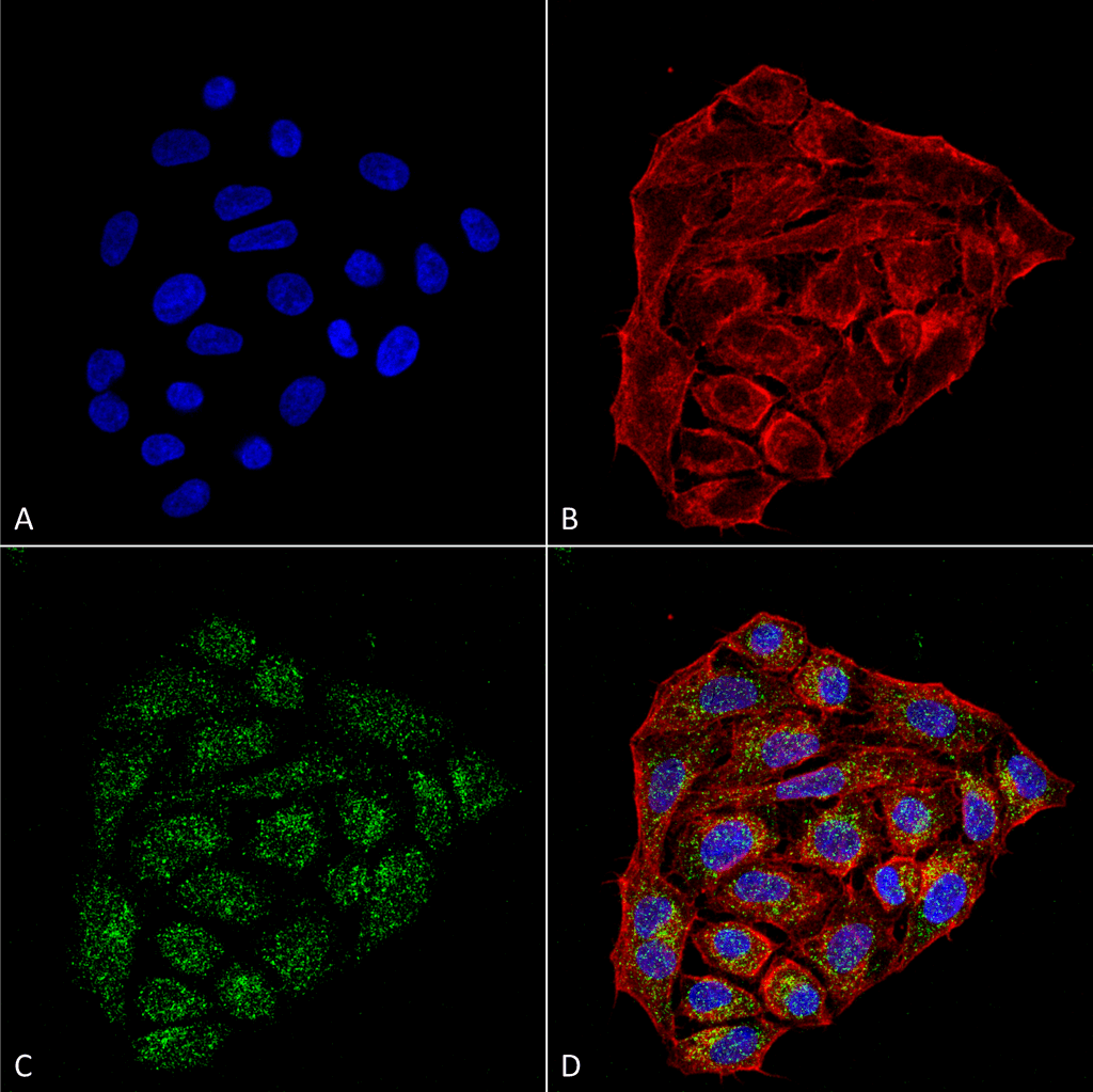 Monoclonal Mouse anti-Human CD74 / CLIP Antibody (clone 1B8, APC, IF, WB)
