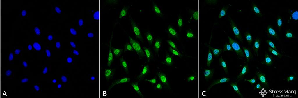 HSPA5 / GRP78 / BiP Antibody (clone 3C5-1A4, Biotin)