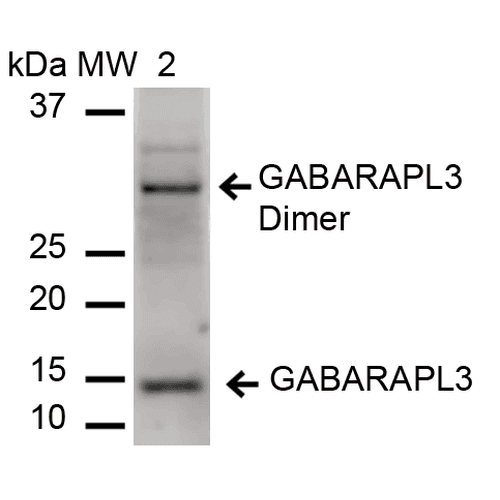 Polyclonal Rabbit anti-Human GABARAPL3 Antibody (APC, IF, WB)