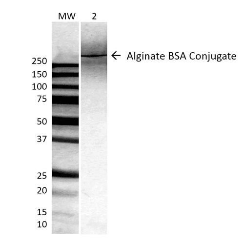 Alginate Antibody (clone 4B10-1C5, PerCP)