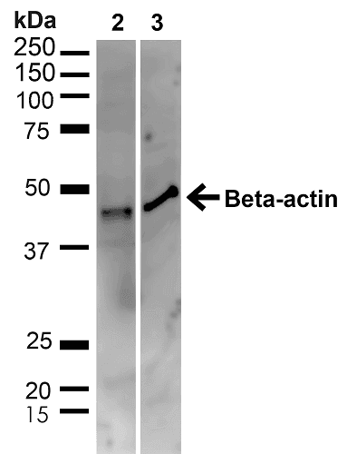 ACTB / Beta Actin Antibody (RPE)
