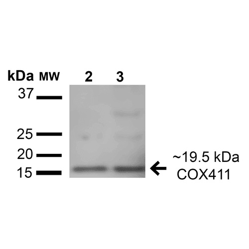 COX4 Antibody (Atto 488)