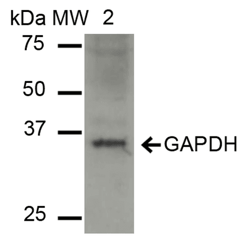 GAPDH Antibody (Biotin)