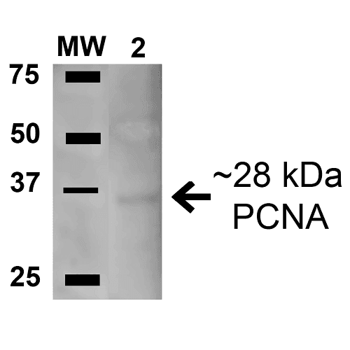 PCNA Antibody (RPE)
