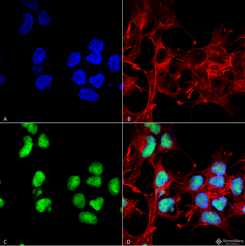 Polyclonal Rabbit anti-Human Choline Acetyltransferase Antibody (APC, IF, WB)