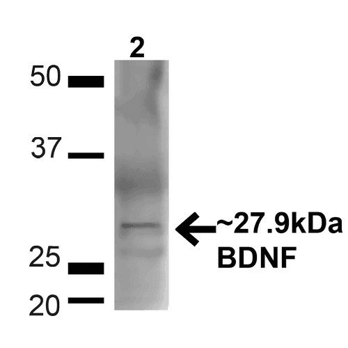 BDNF Antibody (PerCP)