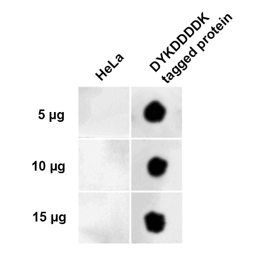DYKDDDDK Tag Antibody (Atto 488)