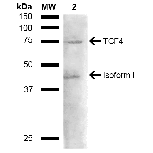 TCF4 Antibody (Atto 594)