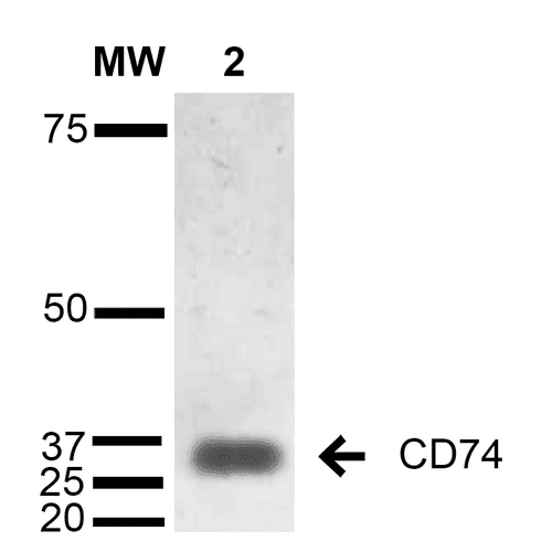 Monoclonal Mouse anti-Human CD74 / CLIP Antibody (clone 1B8, IF, WB)